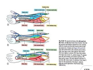 Angiosome concept | PPTX