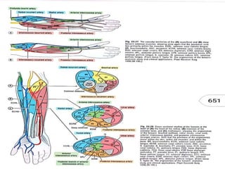 Angiosome concept | PPTX