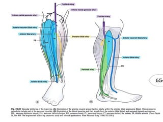 Angiosome concept | PPTX