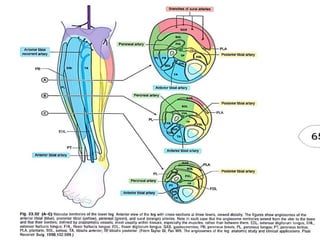 Angiosome concept | PPTX