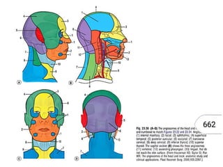 Angiosome concept | PPTX