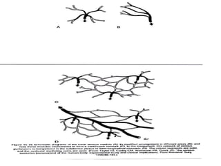 Angiosome concept | PPTX