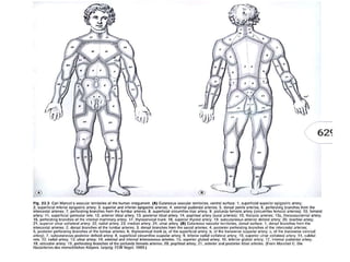 Angiosome concept | PPTX