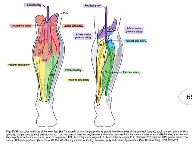 Angiosome concept