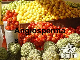 Angiosperma
s

 