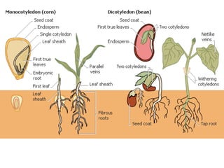 Angiosperm notes | PPT