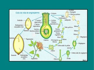 Angiosperma 100530194832-phpapp02