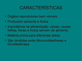 CARACTERÍSTICAS

Órgãos reprodutores bem visíveis

Produzem semente e frutos

Importância na alimentação: raízes, caules,
folhas, flores e frutos servem de alimento

Matéria prima para diferentes áreas

São divididas entre Monocotiledôneas e
Dicotiledôneas
 