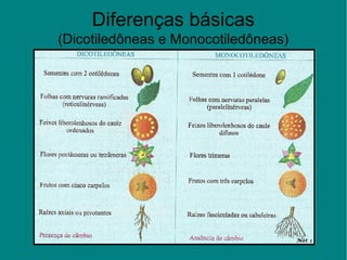 Diferenças básicas
(Dicotiledôneas e Monocotiledôneas)
 
