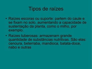 Tipos de raízes Raízes escoras ou suporte: partem do caule e se fixam no solo, aumentando a capacidade de sustentação da planta, como o milho, por exemplo. Raízes tuberosas: armazenam grande quantidade de substâncias nutritivas. São elas: cenoura, beterraba, mandioca, batata-doce, nabo e outras 