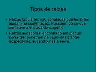 Tipos de raízes Raízes tabulares: são achatadas que lembram ajudam na sustentação. Possuem poros que permitem a entrada do oxigênio. Raízes sugadoras: encontrado em plantas parasitas, penetram no caule das plantas hospedeiras, sugando-lhes a seiva. 