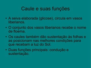 Caule e suas funções A seiva elaborada (glicose), circula em vasos liberianos. O conjunto dos vasos liberianos recebe o nome de floema. Os caules também dão sustentação às folhas e as posicionam nas melhores condições para que recebam a luz do Sol. Duas funções principais: condução e sustentação. 