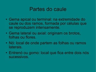 Partes do caule Gema apical ou terminal: na extremidade do caule ou dos ramos, formada por células que se reproduzem intensamente. Gema lateral ou axial: originam os brotos, folhas ou flores. Nó: local de onde partem as folhas ou ramos laterais. Entrenó ou gomo: local que fica entre dois nós sucessivos. 