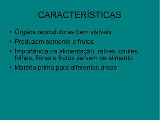CARACTERÍSTICAS Órgãos reprodutores bem visíveis Produzem semente e frutos Importância na alimentação: raízes, caules, folhas, flores e frutos servem de alimento Matéria prima para diferentes áreas 