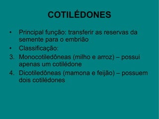 COTILÉDONES Principal função: transferir as reservas da semente para o embrião Classificação: Monocotiledôneas (milho e arroz) – possui apenas um cotilédone Dicotiledôneas (mamona e feijão) – possuem dois cotilédones 