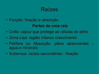 Raízes Função: fixação e absorção Partes de uma raiz Coifa: capuz que protege as células do atrito Zona Lisa: região intenso crescimento Pelífera ou Absorção: pêlos absorventes – água e minerais Suberosa: raízes secundárias - fixação 