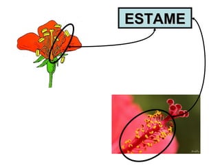 ESTAMEESTAME
 