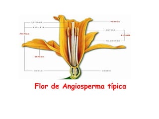 Flor de Angiosperma típica
 