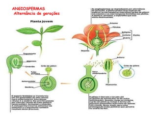 ANGIOSPERMAS
Alternância de gerações
 
