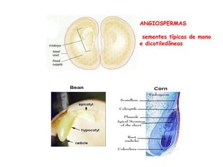 ANGIOSPERMAS
sementes típicas de mono
e dicotiledôneas
 