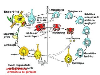 ANGIOSPERMAS
Alternância de gerações
 