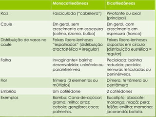 Monocotiledôneas

Dicotiledôneas

Raiz

Fasciculada (“cabeleira”)

Pivotante ou axial
(principal)

Caule

Em geral, sem
Em geral, com
crescimento em espessura crescimento em
(colmo, rizoma, bulbo)
espessura (tronco)

Distribuição de vasos no
caule

Feixes líbero-lenhosos
“espalhados” (distribuição
atactostélica = irregular)

Folha

Invaginante> bainha
Peciolada: bainha
desenvolvida; uninérvia ou reduzida; pecíolo;
paralelinérvea
nervuras reticuladas ou
peninérveas.

Flor

Trímera (3 elementos ou
múltiplos)

Dímera, tetrâmera ou
pentâmera

Embrião

Um cotilédone

2 cotilédones

Exemplos

Bambu; Cana-de-açúcar;
grama; milho; arroz;
cebola; gengibre; coco;
palmeiras.

Eucalipto; abacate;
morango; maçã; pera;
feijão; ervilha; mamona;
jacarandá; batata.

Feixes líbero-lenhosos
dispostos em círculo
(distribuição eustélica =
regular)

 