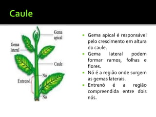  Gema apical é responsável
pelo crescimento em altura
do caule.
 Gema lateral podem
formar ramos, folhas e
flores.
 Nó é a região onde surgem
as gemas laterais.
 Entrenó é a região
compreendida entre dois
nós.
 