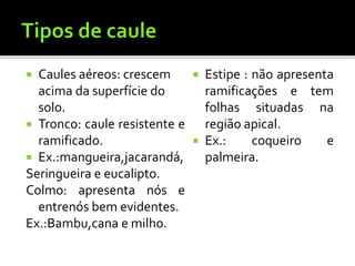  Caules aéreos: crescem
acima da superfície do
solo.
 Tronco: caule resistente e
ramificado.
 Ex.:mangueira,jacarandá,
Seringueira e eucalipto.
Colmo: apresenta nós e
entrenós bem evidentes.
Ex.:Bambu,cana e milho.
 Estipe : não apresenta
ramificações e tem
folhas situadas na
região apical.
 Ex.: coqueiro e
palmeira.
 