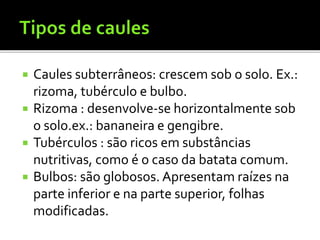 Caules subterrâneos: crescem sob o solo. Ex.:
rizoma, tubérculo e bulbo.
 Rizoma : desenvolve-se horizontalmente sob
o solo.ex.: bananeira e gengibre.
 Tubérculos : são ricos em substâncias
nutritivas, como é o caso da batata comum.
 Bulbos: são globosos. Apresentam raízes na
parte inferior e na parte superior, folhas
modificadas.
 