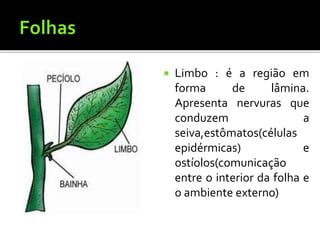  Limbo : é a região em
forma de lâmina.
Apresenta nervuras que
conduzem a
seiva,estômatos(células
epidérmicas) e
ostíolos(comunicação
entre o interior da folha e
o ambiente externo)
 