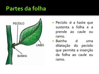  Pecíolo :é a haste que
sustenta a folha e a
prende ao caule ou
ramo.
 Bainha :é uma
dilatação do pecíolo
que permite a inserção
da folha ao caule ou
ramo.
 