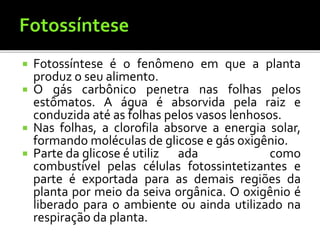  Fotossíntese é o fenômeno em que a planta
produz o seu alimento.
 O gás carbônico penetra nas folhas pelos
estômatos. A água é absorvida pela raiz e
conduzida até as folhas pelos vasos lenhosos.
 Nas folhas, a clorofila absorve a energia solar,
formando moléculas de glicose e gás oxigênio.
 Parte da glicose é utiliz ada como
combustível pelas células fotossintetizantes e
parte é exportada para as demais regiões da
planta por meio da seiva orgânica. O oxigênio é
liberado para o ambiente ou ainda utilizado na
respiração da planta.
 