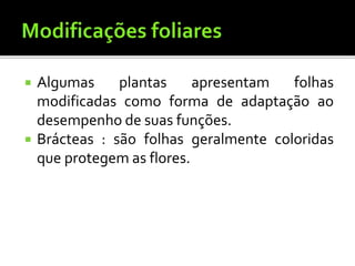  Algumas plantas apresentam folhas
modificadas como forma de adaptação ao
desempenho de suas funções.
 Brácteas : são folhas geralmente coloridas
que protegem as flores.
 