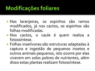 Nas laranjeiras, os espinhos são ramos
modificados, já nos cactos, os espinhos são
folhas modificadas.
 Nos cactos, o caule é quem realiza a
fotossíntese.
 Folhas insetívoras:são estruturas adaptadas à
captura e ingestão de pequenos insetos e
outros animais pequenos, isto ocorre por elas
viverem em solos pobres de nutrientes, além
disso estas plantas realizam fotossíntese.
 