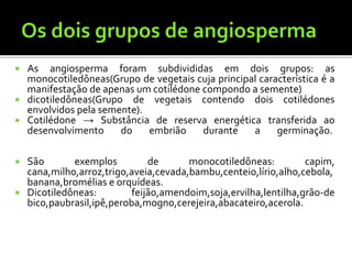  As angiosperma foram subdivididas em dois grupos: as
monocotiledôneas(Grupo de vegetais cuja principal característica é a
manifestação de apenas um cotilédone compondo a semente)
 dicotiledôneas(Grupo de vegetais contendo dois cotilédones
envolvidos pela semente).
 Cotilédone → Substância de reserva energética transferida ao
desenvolvimento do embrião durante a germinação.
 São exemplos de monocotiledôneas: capim,
cana,milho,arroz,trigo,aveia,cevada,bambu,centeio,lírio,alho,cebola,
banana,bromélias e orquídeas.
 Dicotiledôneas: feijão,amendoim,soja,ervilha,lentilha,grão-de
bico,paubrasil,ipê,peroba,mogno,cerejeira,abacateiro,acerola.
 