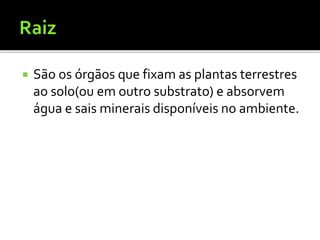  São os órgãos que fixam as plantas terrestres
ao solo(ou em outro substrato) e absorvem
água e sais minerais disponíveis no ambiente.
 