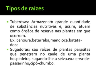  Tuberosas: Armazenam grande quantidade
de substâncias nutritivas e, assim, atuam
como órgãos de reserva nas plantas em que
ocorrem.
Ex.:cenoura,beterraba,mandioca,batata-
doce
 Sugadoras: são raízes de plantas parasitas
que penetram no caule de uma planta
hospedeira, sugando-lhe a seiva.ex.: erva-de-
passarinho,cipó-chumbo.
 