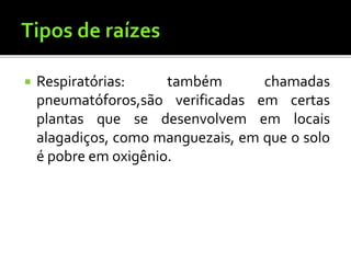  Respiratórias: também chamadas
pneumatóforos,são verificadas em certas
plantas que se desenvolvem em locais
alagadiços, como manguezais, em que o solo
é pobre em oxigênio.
 