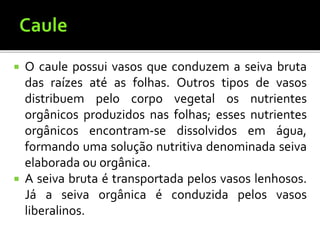  O caule possui vasos que conduzem a seiva bruta
das raízes até as folhas. Outros tipos de vasos
distribuem pelo corpo vegetal os nutrientes
orgânicos produzidos nas folhas; esses nutrientes
orgânicos encontram-se dissolvidos em água,
formando uma solução nutritiva denominada seiva
elaborada ou orgânica.
 A seiva bruta é transportada pelos vasos lenhosos.
Já a seiva orgânica é conduzida pelos vasos
liberalinos.
 
