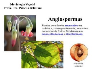Morfologia Vegetal
Profa. Dra. Priscila Belintani

Angiospermas

 