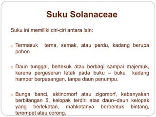 Suku Solanaceae
Suku ini memiliki ciri-ciri antara lain:
o Termasuk terna, semak, atau perdu, kadang berupa
pohon
o Daun tunggal, bertekuk atau berbagi sampai majemuk,
karena pergeseran letak pada buku – buku kadang
hamper berpasangan, tanpa daun penumpu.
o Bunga banci, aktinomorf atau zigomorf, kebanyakan
berbilangan 5, kelopak terdiri atas daun–daun kelopak
yang berlekatan, mahkotanya berbentuk bintang,
terompet atau corong.
 