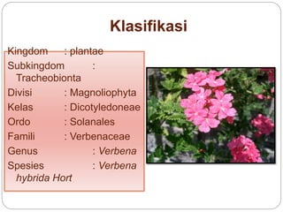 Klasifikasi
Kingdom : plantae
Subkingdom :
Tracheobionta
Divisi : Magnoliophyta
Kelas : Dicotyledoneae
Ordo : Solanales
Famili : Verbenaceae
Genus : Verbena
Spesies : Verbena
hybrida Hort
 