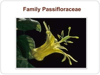 Family Passifloraceae
 