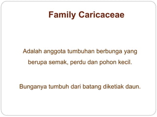 Family Caricaceae
Adalah anggota tumbuhan berbunga yang
berupa semak, perdu dan pohon kecil.
Bunganya tumbuh dari batang diketiak daun.
 