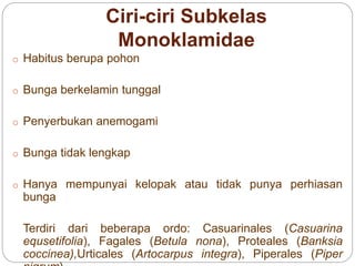 Ciri-ciri Subkelas
Monoklamidae
o Habitus berupa pohon
o Bunga berkelamin tunggal
o Penyerbukan anemogami
o Bunga tidak lengkap
o Hanya mempunyai kelopak atau tidak punya perhiasan
bunga
Terdiri dari beberapa ordo: Casuarinales (Casuarina
equsetifolia), Fagales (Betula nona), Proteales (Banksia
coccinea),Urticales (Artocarpus integra), Piperales (Piper
 