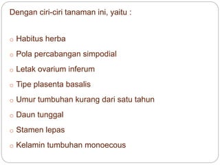Dengan ciri-ciri tanaman ini, yaitu :
o Habitus herba
o Pola percabangan simpodial
o Letak ovarium inferum
o Tipe plasenta basalis
o Umur tumbuhan kurang dari satu tahun
o Daun tunggal
o Stamen lepas
o Kelamin tumbuhan monoecous
 