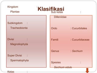Klasifikasi
Kingdom :
Plantae
Subkingdom :
Tracheobionta
Divisi :
Magnoliophyta
Super Divisi :
Spermatophyta
Kelas :
Sub kelas :
Dilleniidae
Ordo : Cucurbitales
Famili : Cucurbitaceae
Genus : Sechium
Spesies :
Sechium edule
 