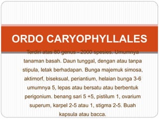 ORDO CARYOPHYLLALES
Terdiri atas 80 genus - 2000 spesies. Umumnya
tanaman basah. Daun tunggal, dengan atau tanpa
stipula, letak berhadapan. Bunga majemuk simosa,
aktimorf, biseksual, periantium, helaian bunga 3-6
umumnya 5, lepas atau bersatu atau berbentuk
perigonium. benang sari 5 +5, pistilum 1, ovarium
superum, karpel 2-5 atau 1, stigma 2-5. Buah
kapsula atau bacca.
 
