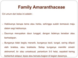 Family Amaranthaceae
Ciri umum dari kelas ini adalah :
o Habitusnya berupa terna atau herba, sehingga sudah termasuk maju
dalam segi habitusnya.
o Daunnya merupakan daun tunggal, dengan letaknya tersebar atau
berhadapan.
o Bunganya tidak begitu menarik, bunganya kecil, tungal, sering diliputi
oleh braktea, atau brakteola. Setiap bunganya memiliki simetri
aktinomorf, bi- atau uniseksual, periantium 3-5 helai, sepaloid kering
berbentuk selaput, lepas atau bersatu bagian di bagian dasarnya.
 