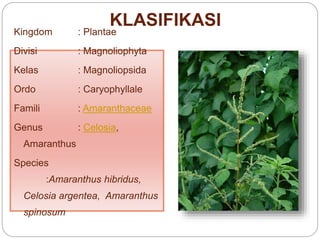 KLASIFIKASI
Kingdom : Plantae
Divisi : Magnoliophyta
Kelas : Magnoliopsida
Ordo : Caryophyllale
Famili : Amaranthaceae
Genus : Celosia,
Amaranthus
Species
:Amaranthus hibridus,
Celosia argentea, Amaranthus
spinosum
 